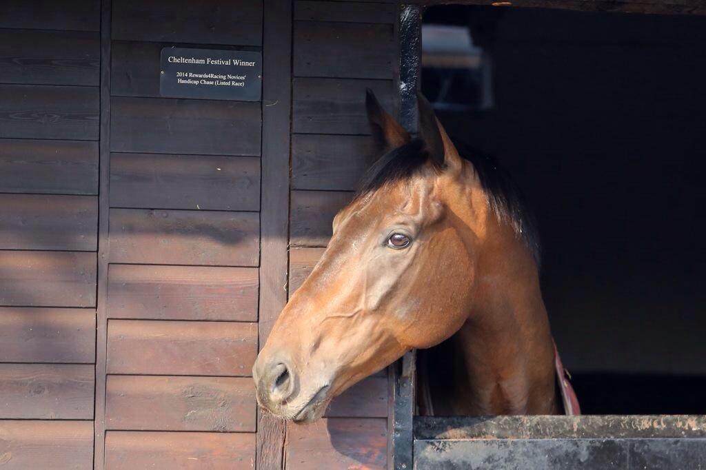 jamiesnowden's tweet image. Gutted to report #PresentView severed a tendon today. He gave us great days #Cheltenham @brendanp1995 @TMBloodstock