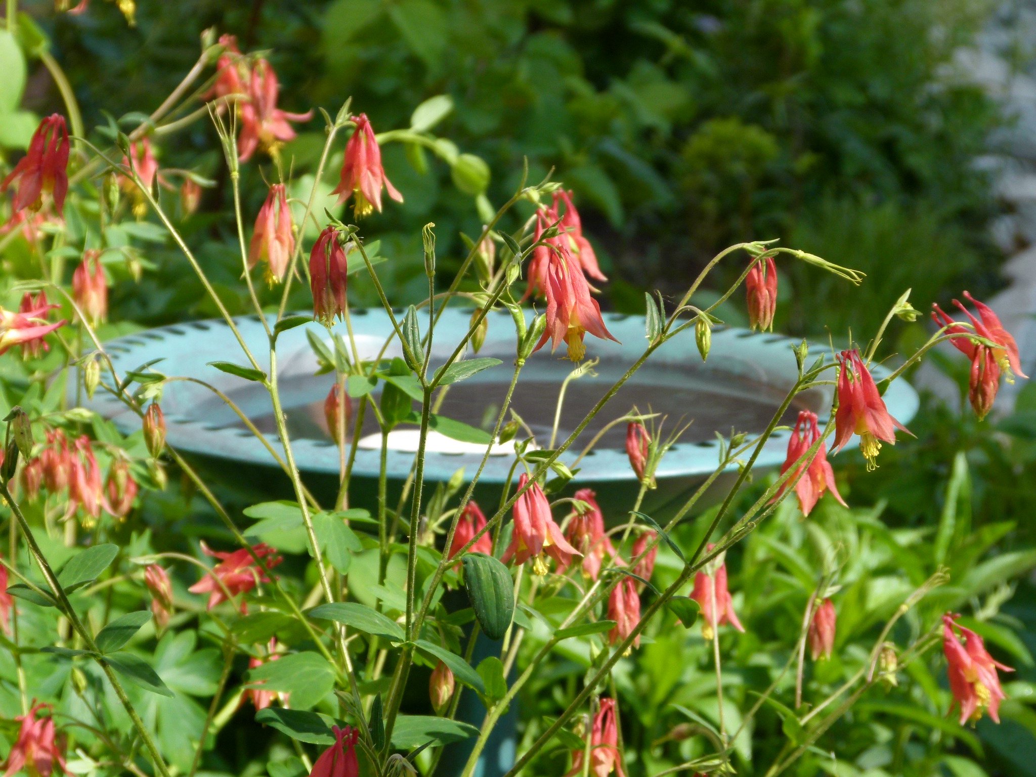 Plant NoVA Natives on Twitter "Blooming now Wild