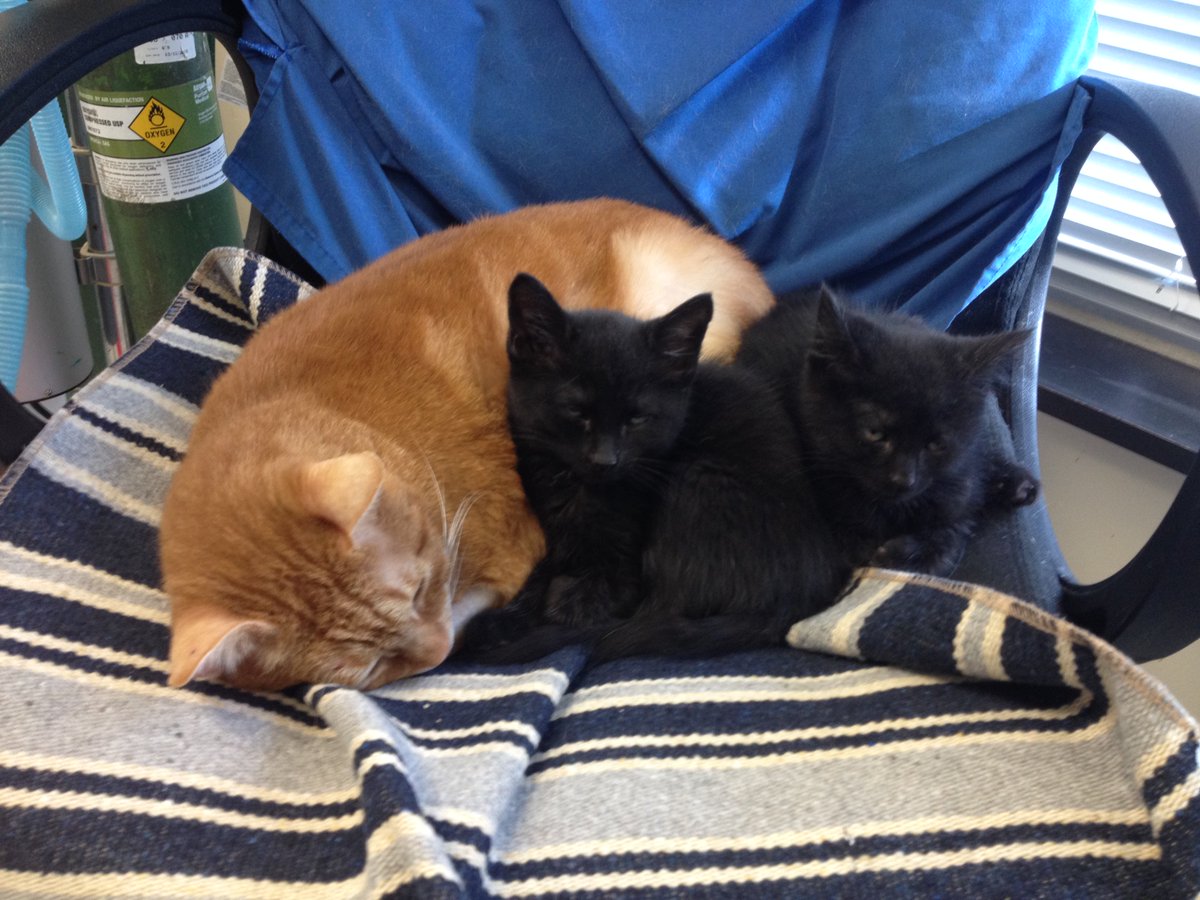 EthanAllenLex's tweet photo. Where do our disco'd fabric samples go? The local @HumaneSociety. #UnleashTheCats #DoGoodStuff #CanWeTakeThemHome https://t.co/1kuJzDgRK4