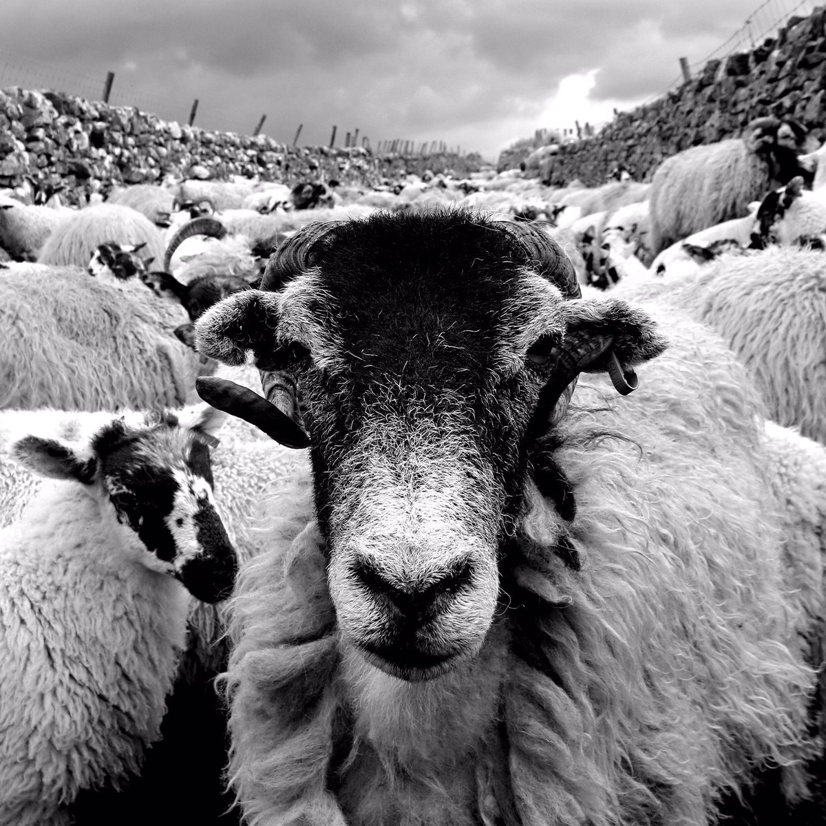 Yorkshire Dales Sheep