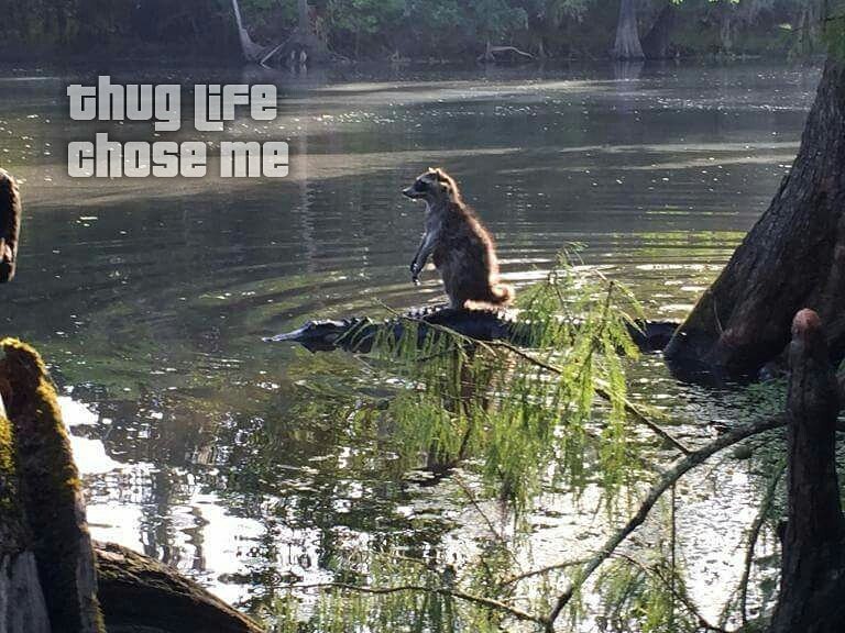 nm_designs92's tweet image. Raccoon rides an aligator. 'Cause why not?

#thuglife2016 #raccoon #aligator #theyseemerollin #whynot