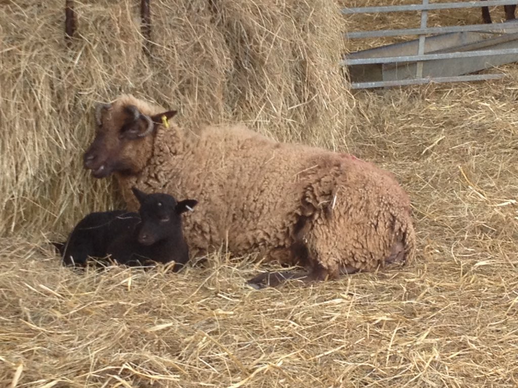 MLProduce's tweet photo. Afternoon cuddle with mum #manxloaghtan #weekoftheweek #nativebreeds #isleofman #Sheep365 https://t.co/f6GLoXZYUq