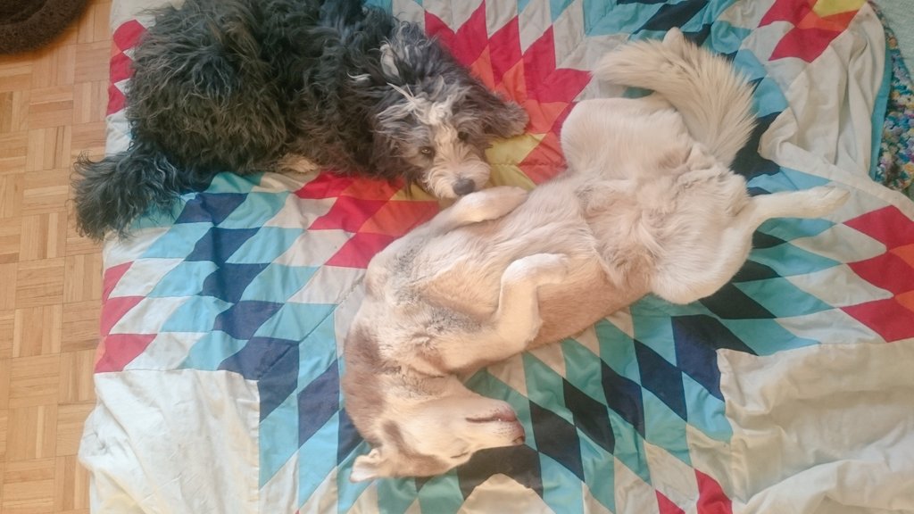 CamilleLouis4's tweet photo. Sometimes I'd rather spend my days just with dogs than with humans. #introvert #LifeWithDogs https://t.co/GddJGjFQG6