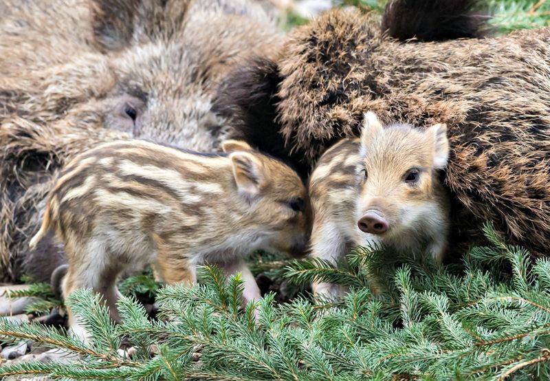 rotfaces's tweet image. IM SO HAPPY #MISCHIEFPIGS #PEEG #SWEETPEEG #OKOTOWOULDBEPROUD #OKOTOISBLIND #ZBORNS