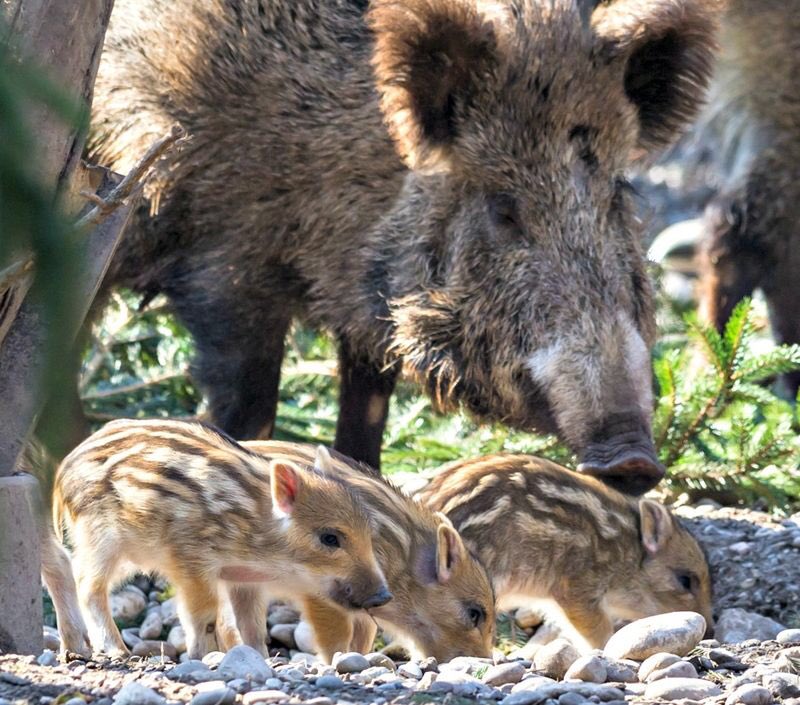 rotfaces's tweet image. IM SO HAPPY #MISCHIEFPIGS #PEEG #SWEETPEEG #OKOTOWOULDBEPROUD #OKOTOISBLIND #ZBORNS