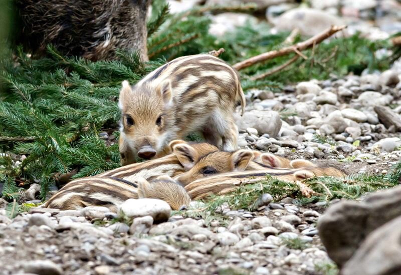 rotfaces's tweet image. IM SO HAPPY #MISCHIEFPIGS #PEEG #SWEETPEEG #OKOTOWOULDBEPROUD #OKOTOISBLIND #ZBORNS