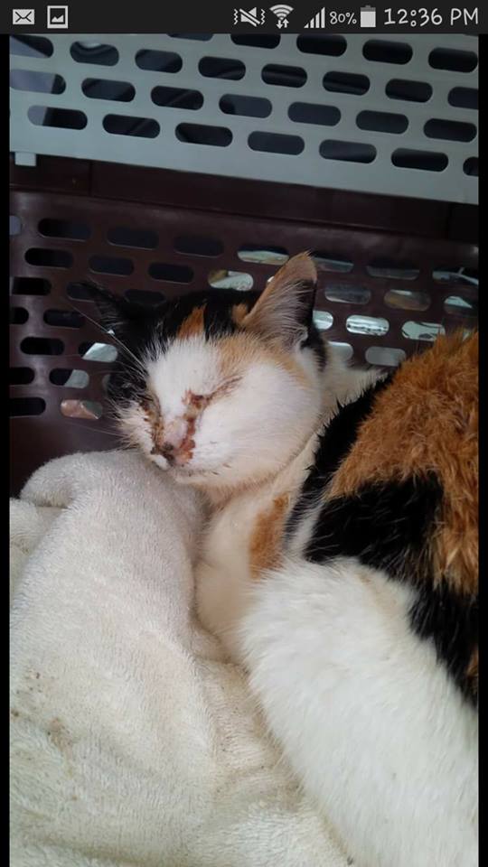 300_Felines's tweet photo. This week's #TransformationTuesday is Angel! Available for adoption through Sympathetic Ear! https://t.co/M2lwk6Eo3f