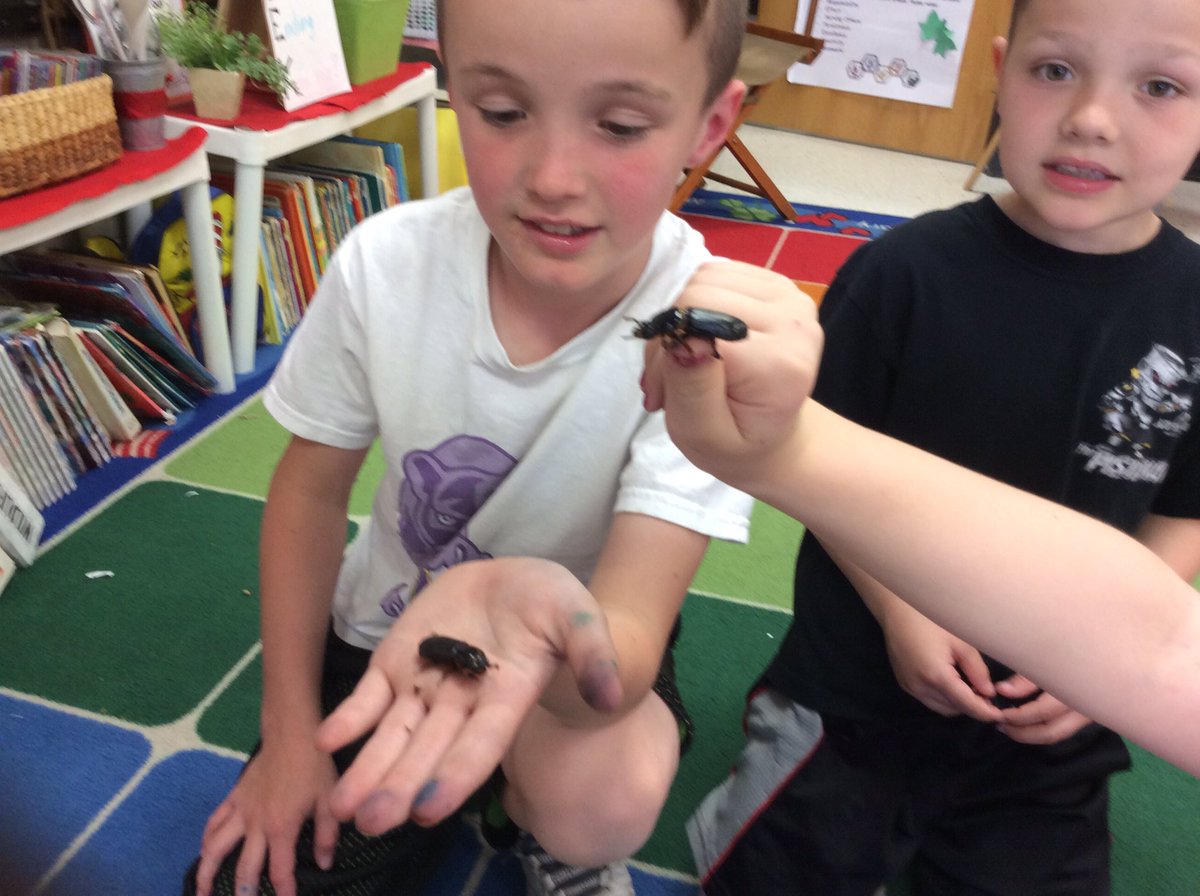 NiceNinjas1's tweet photo. Hanging out with our bess beetles. They're harmless https://t.co/koNJH3OUsE