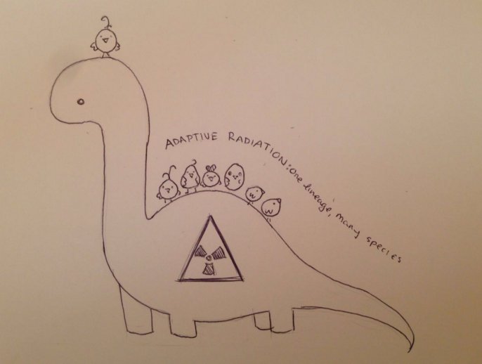 IsadTM4's tweet photo. Adaptive radiation: One lineage, but many species #bioASFM #birds #evolution #dinosaurs https://t.co/hXpaUJO0iE
