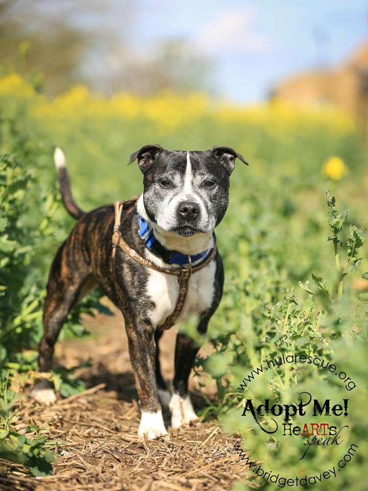 hularescue's tweet image. #SPECIALAPPEAL on behalf of a very special chap #MARVIN  PLEASE PLEASE #ADOPT #MARVIN He's been here way too long