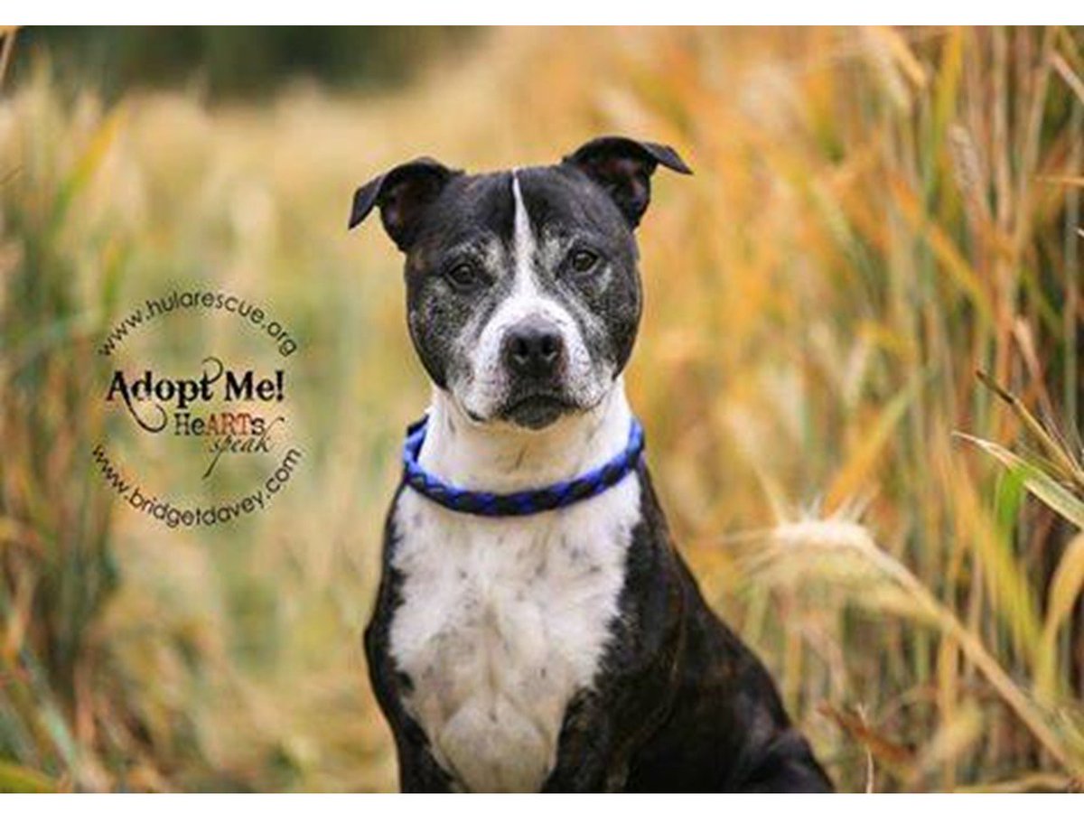 hularescue's tweet image. #SPECIALAPPEAL on behalf of a very special chap #MARVIN  PLEASE PLEASE #ADOPT #MARVIN He's been here way too long