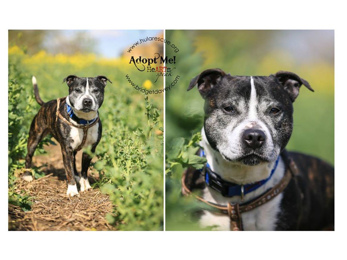 hularescue's tweet image. #SPECIALAPPEAL on behalf of a very special chap #MARVIN  PLEASE PLEASE #ADOPT #MARVIN He's been here way too long