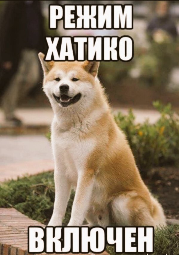 давай быстрей мем. включай давай жду. включай давай жду. покажи картинку. включи шуфика.