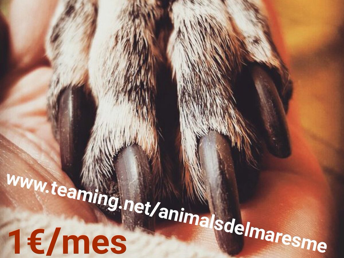 Animals del Maresme 🐾 tweet media