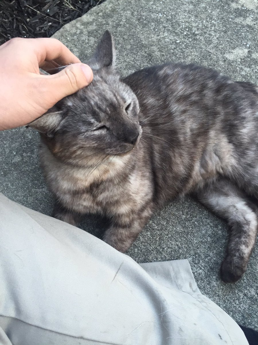 I haven't tweeted from this account in almost three weeks. Oh well. Here's a picture of a happy cat.