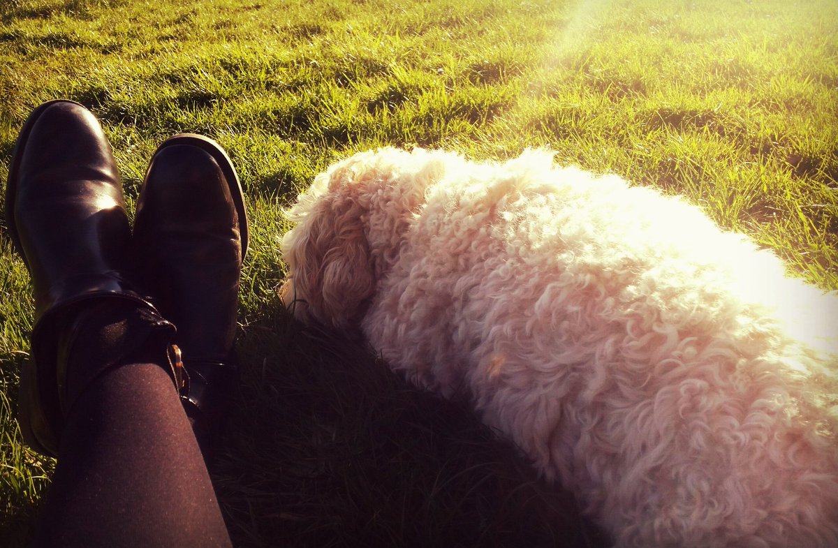 jaynebatesx's tweet photo. So chilled 🐶🌞 https://t.co/HXIjhcb6Rd