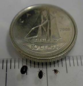 YorkRegionGovt's tweet photo. A4: Adult ticks are the size of a sesame seed &amp; nymphs are the size of a poppy seed #FightTheBite #CheckUpChat https://t.co/JKtKHa7g8n