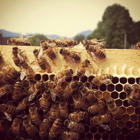 homesteadjx's tweet image. The Bee School with Brian Campbell is coming up May 7-8 #honeybees #makehoney bit.ly/1NzKpOb