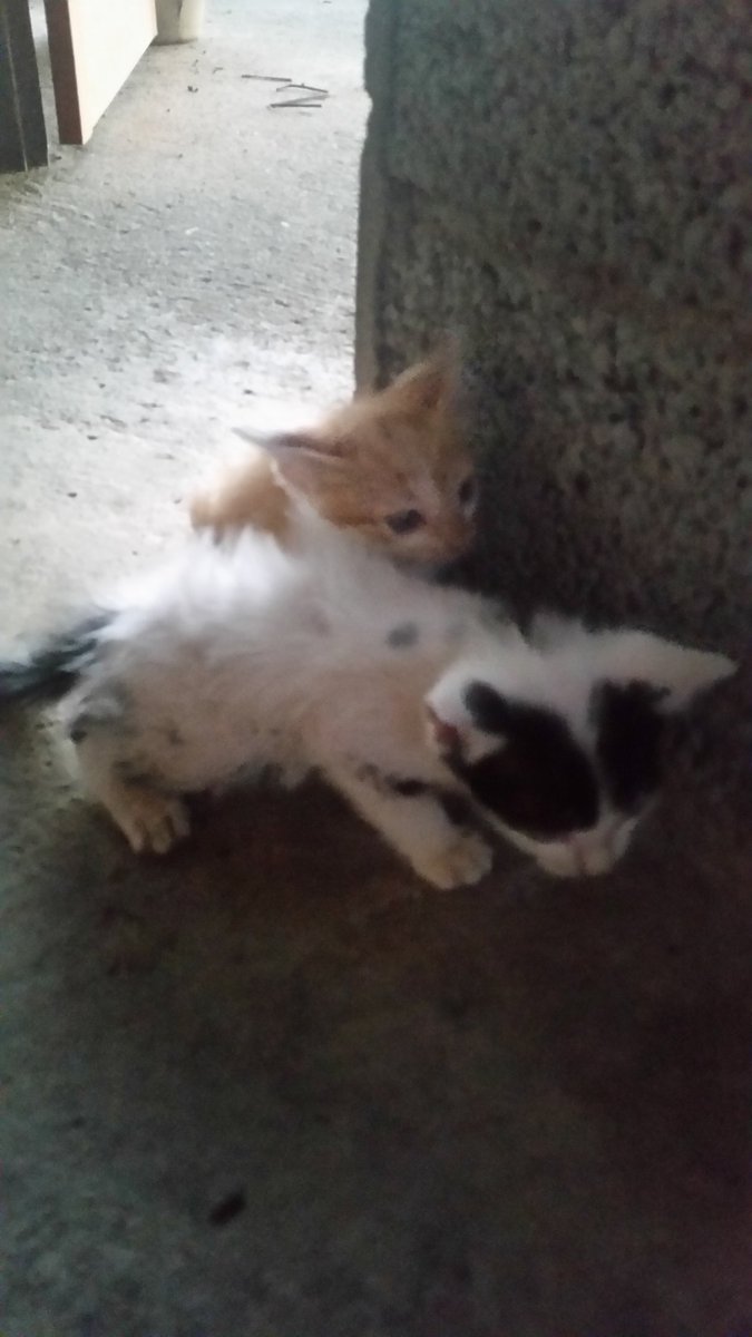 RogerioCavalin1's tweet photo. Alguém quer um gatinho? https://t.co/7vJKTJwe1Q