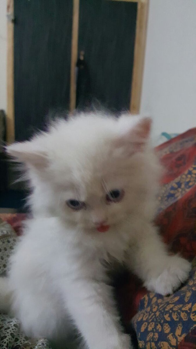 IMQBatool's tweet image. Mujhay Cats bohat pasand hain..""":::""""
Jen Jen ko Cats pasand hay wo like or comment kerain !