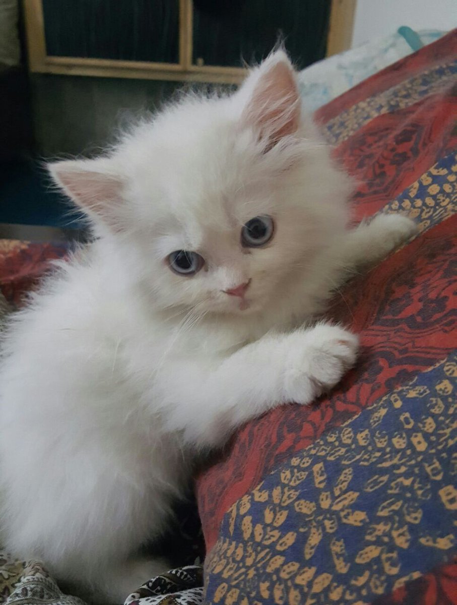 IMQBatool's tweet image. Mujhay Cats bohat pasand hain..""":::""""
Jen Jen ko Cats pasand hay wo like or comment kerain !