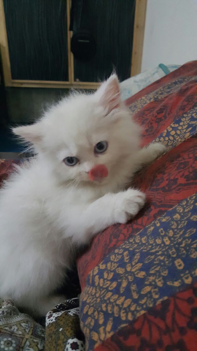 IMQBatool's tweet image. Mujhay Cats bohat pasand hain..""":::""""
Jen Jen ko Cats pasand hay wo like or comment kerain !