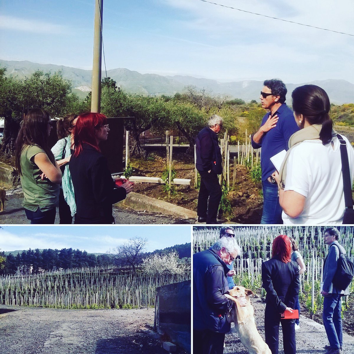 Visit at <a href="/cusumanowinery/">Cusumano</a> #AltaMoraEstate #volcano #SiciliaEP16 #Sicilia #Sicily #WineWeek #Etna #PressTour
