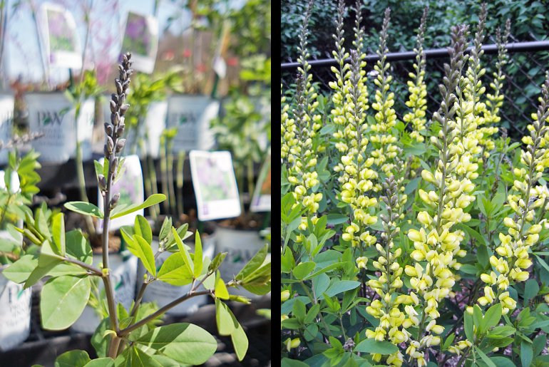 HarpersGardenC's tweet photo. Want to help local #HamOnt bee &amp; butterfly populations? Our Baptisia, a GREAT way to help, is on sale till Apr. 20! https://t.co/oOloRNuuBW