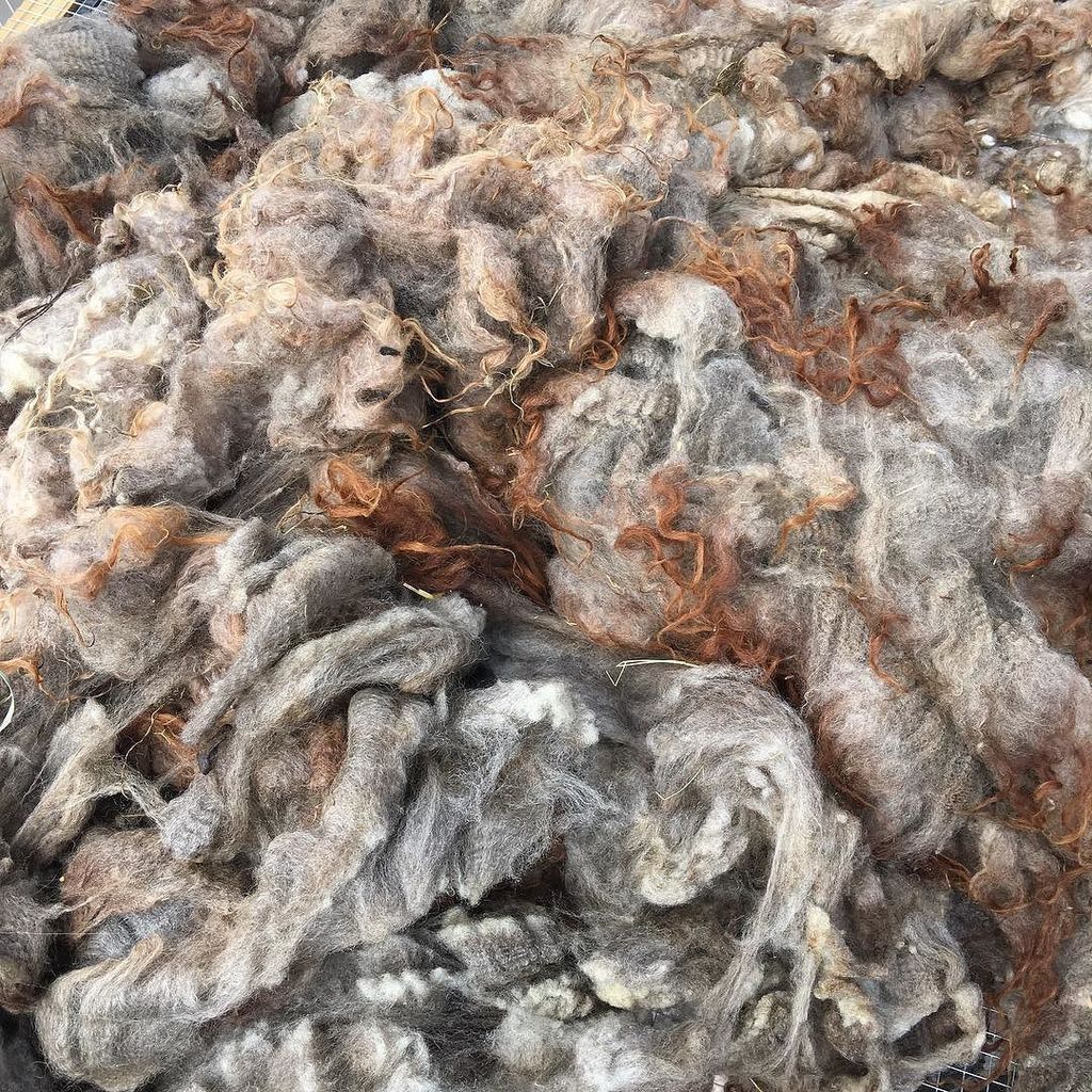 DragonwoolSheep's tweet photo. by mystudioodd :: Shetland arrived today it is beautiful. #fiber #fleece #shetlandsheep #woollocks #woolprep #fiber… https://t.co/zFTqx6eLbk