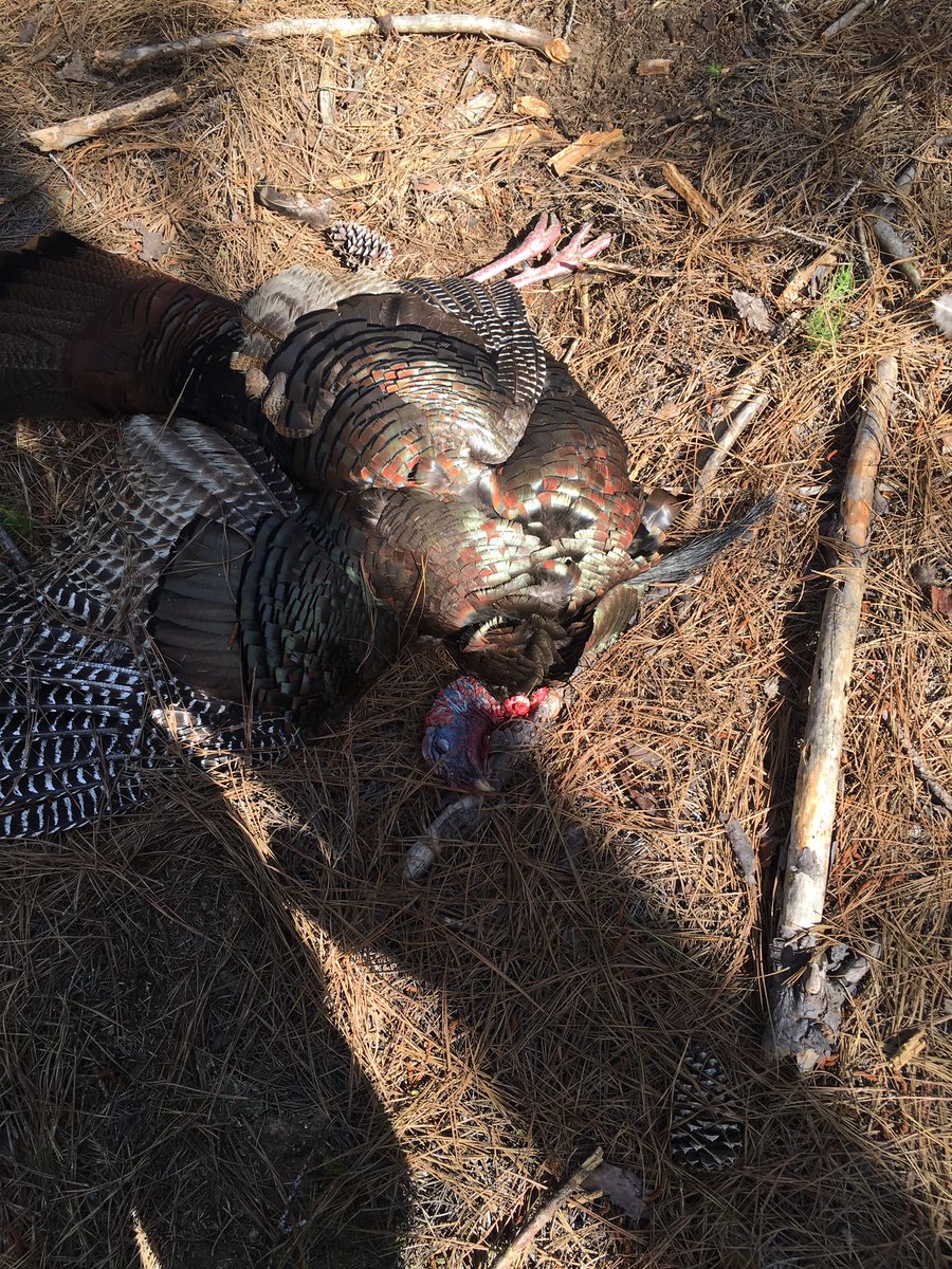 Georgia Bird Down. #cantstoptheflop16