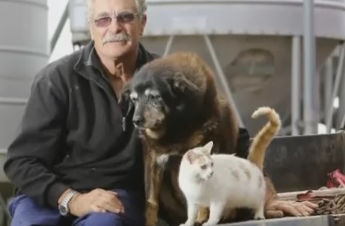 Самая взрослая собака в мире. Сколько лет самой старой собаке в мире. Сколько лет самой старой собаке в мире. Самый старый пес в мире. Старый пес.