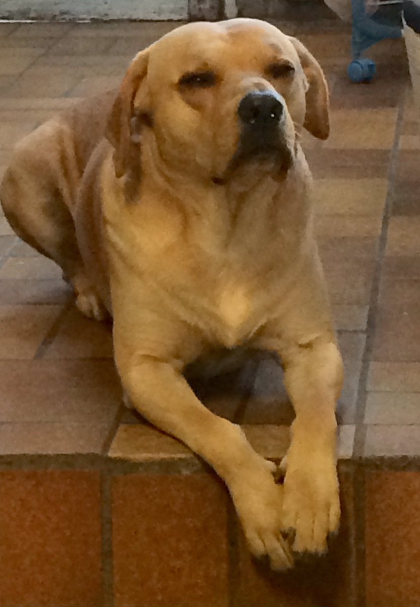 Manouuu's tweet photo. #thevoicebe #sapescommejamaiiiiiiiis #mydog #snoop https://t.co/lpKrmm9jEQ