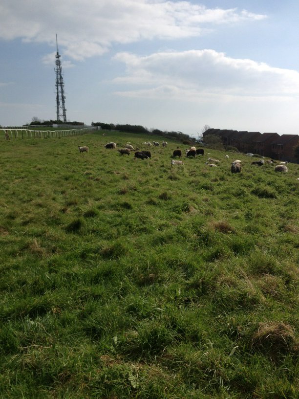 .@sioncorn <a href="/DigWhitehawk/">WhitehawkCamp</a> here's another pic - tucking into that long grass!