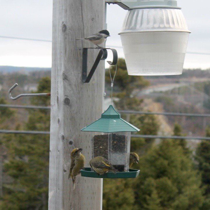 ParsonsKrista's tweet photo. @ryansnoddon - Clear but cold day #Birdwatching in CBS #Newfoundland https://t.co/29P2ajNxth