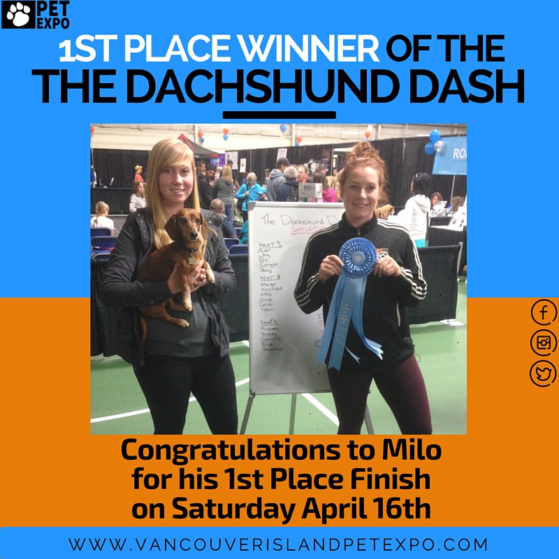 victoriapetexpo's tweet photo. Congratulations to MILO and OTTO!
#VIPetExpo16
#TheDachshundDash
#WienersWhoRace https://t.co/w227UDS37G