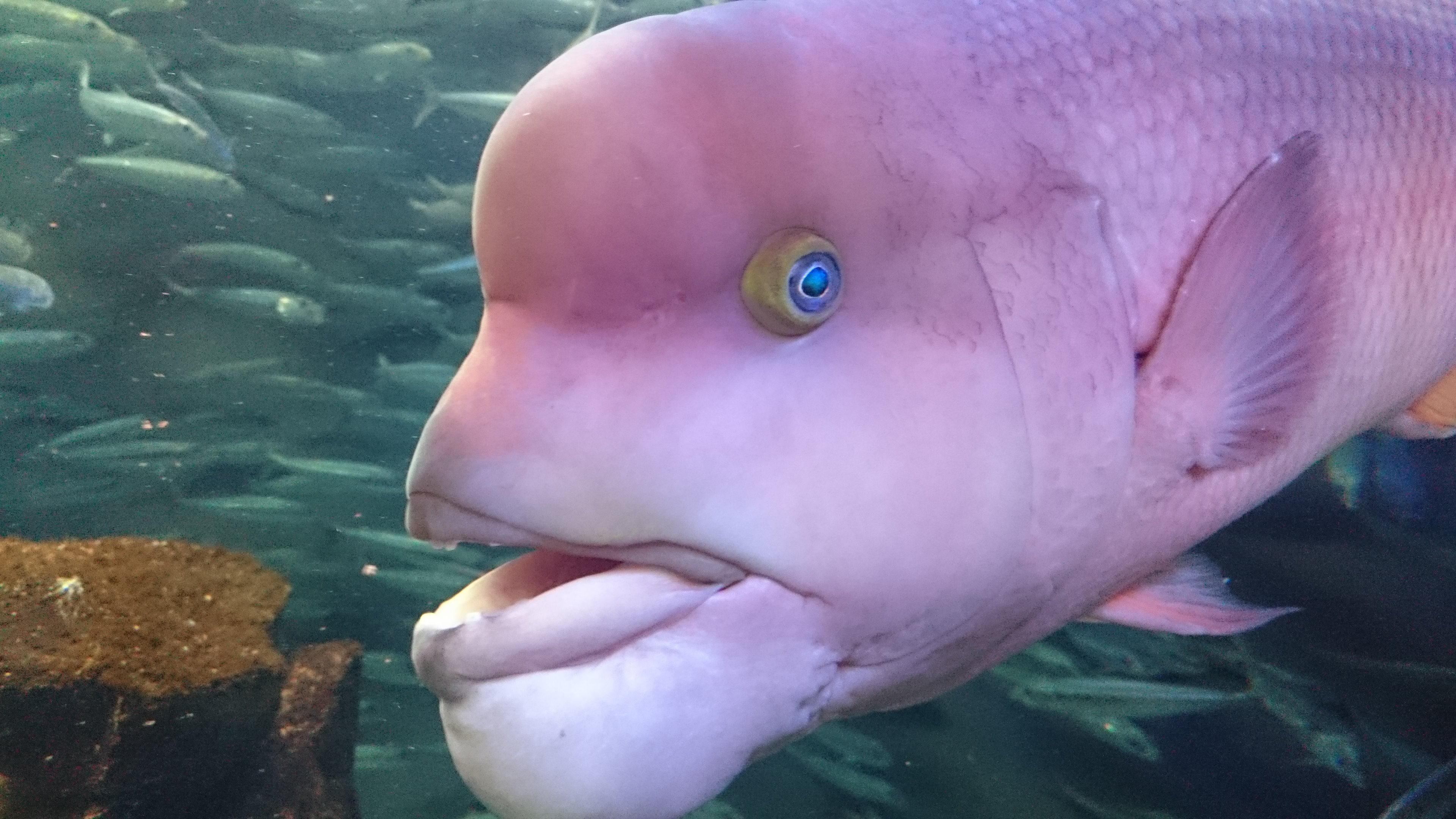 サンシャイン水族館 コブダイの飛び出たおでこ 実は触るとぷよぷよしていい気持ち ひみつ いきものウィーク サンシャイン水族館 コブダイ T Co Uszvzflnao Twitter