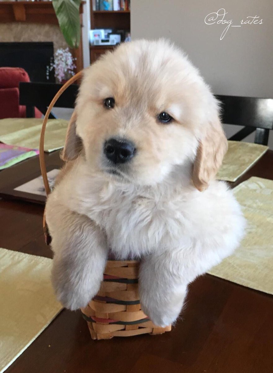 WeRateDogs! tweet media