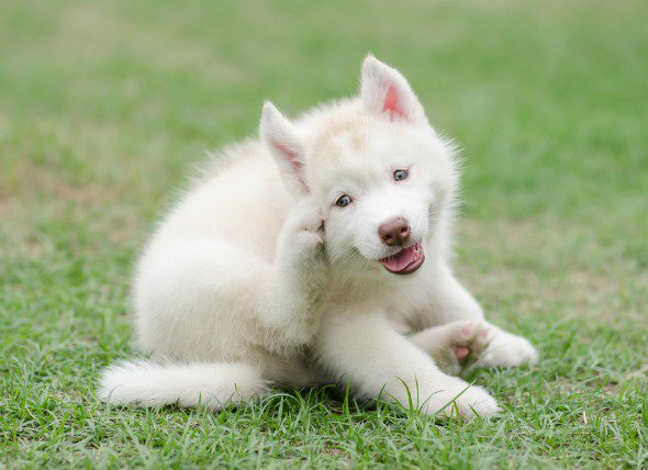 PatrickMahaney's tweet photo. #Natural Remedies for #Mange in #Dogs: Do They Exist? @PetMD's #DailyVet w/@PatrickMahaney: https://t.co/uq3g48yMPx https://t.co/OnZ3Jpgc4S