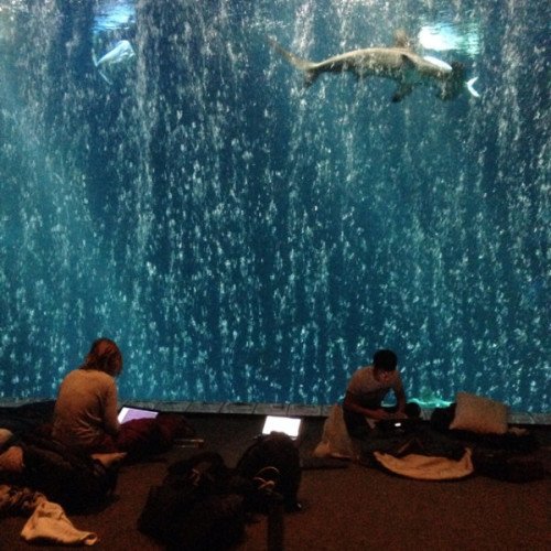oceanfdn's tweet photo. Only 3 days until @fishackathon! Are you ready to #codeforfish this #EarthDay? https://t.co/hY4VG2HSB5 https://t.co/78XZ3Kzl86
