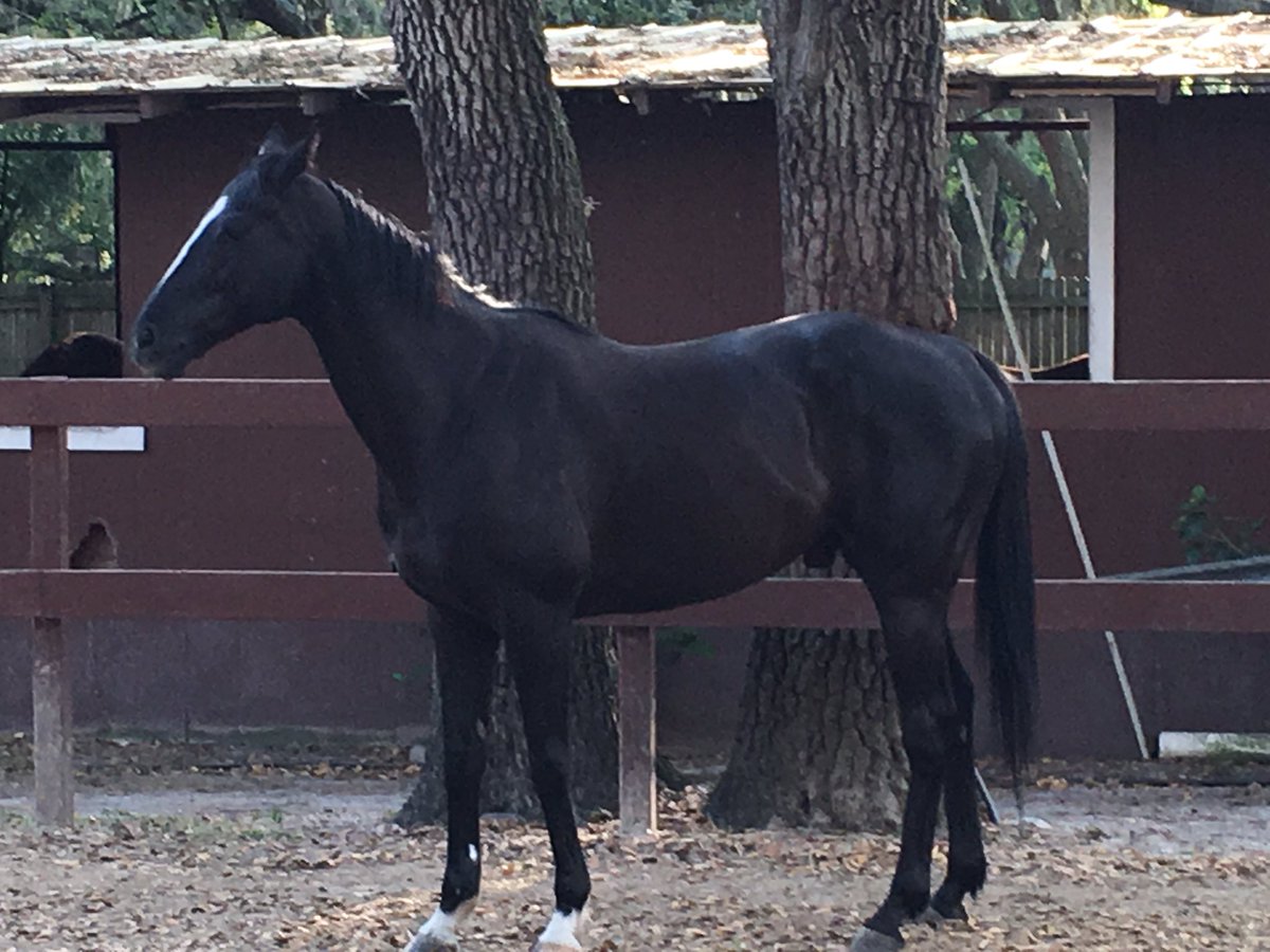 RVRHorseRescue's tweet photo. Mr Big wants you to come to #helpahorse day on #april232016 from 11-4pm. #aspca #cometotherescue #nonprofit #501c3 https://t.co/IhyW848rSW