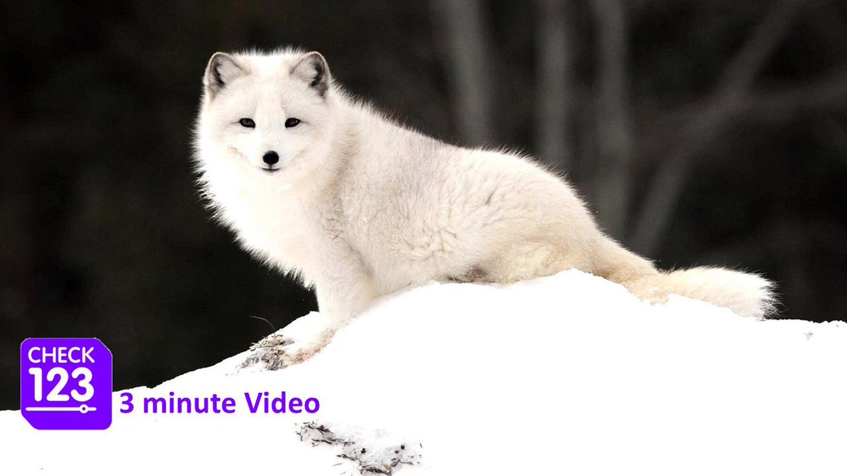 Полярная лисица песец. Полярная лисица песец. Песец (alopex lagopus). Песец гетерохромия. Полярный песец фото.