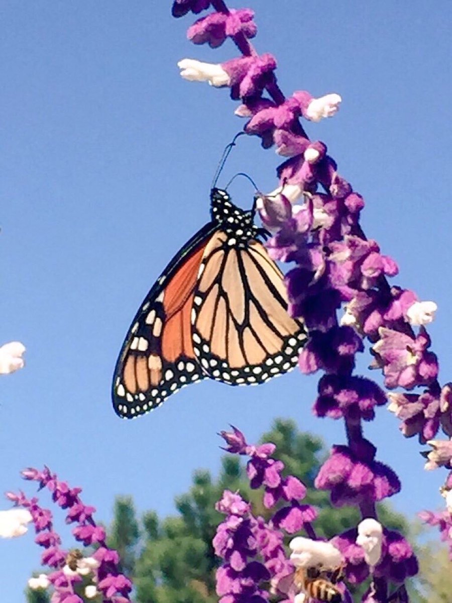 purposefulact's tweet photo. TY🙏#Kindness💓@Pr1ncess14k💓#Royal #princess #purple #flowers #friendship ##compassion #shRing #happiness w #Friends💓🍷 https://t.co/hBM3Hx5OwK