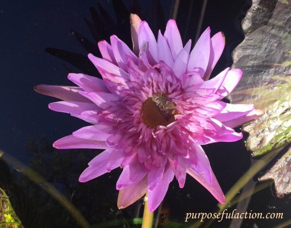 purposefulact's tweet photo. TY🙏#Kindness💓@Pr1ncess14k💓#Royal #princess #purple #flowers #friendship ##compassion #shRing #happiness w #Friends💓🍷 https://t.co/hBM3Hx5OwK