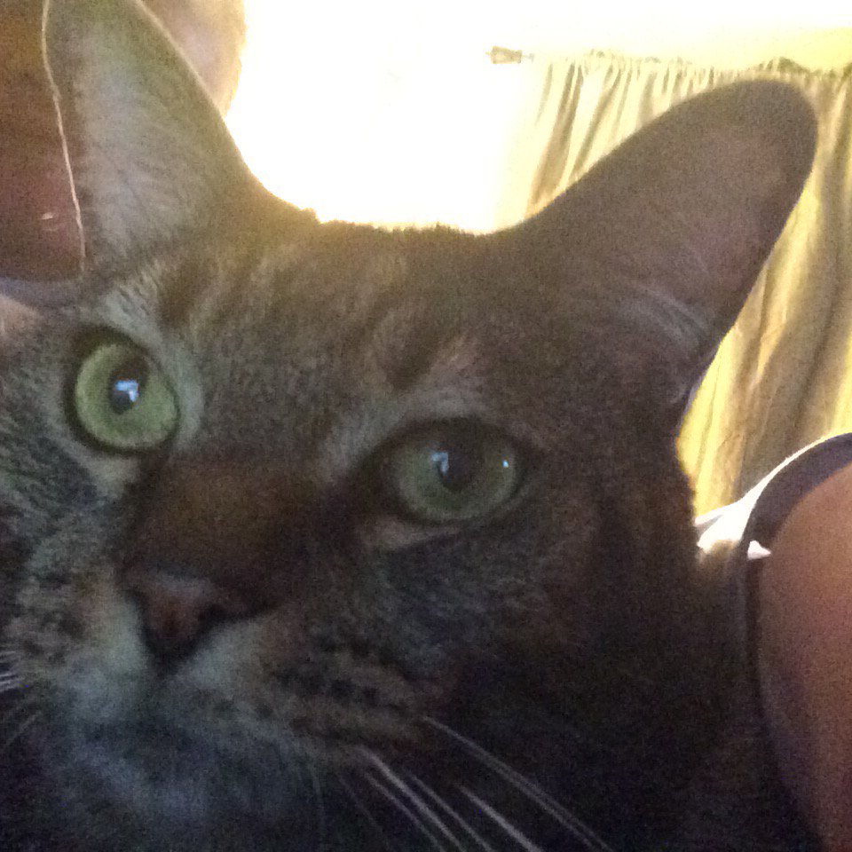 ProfessorCat tweet media