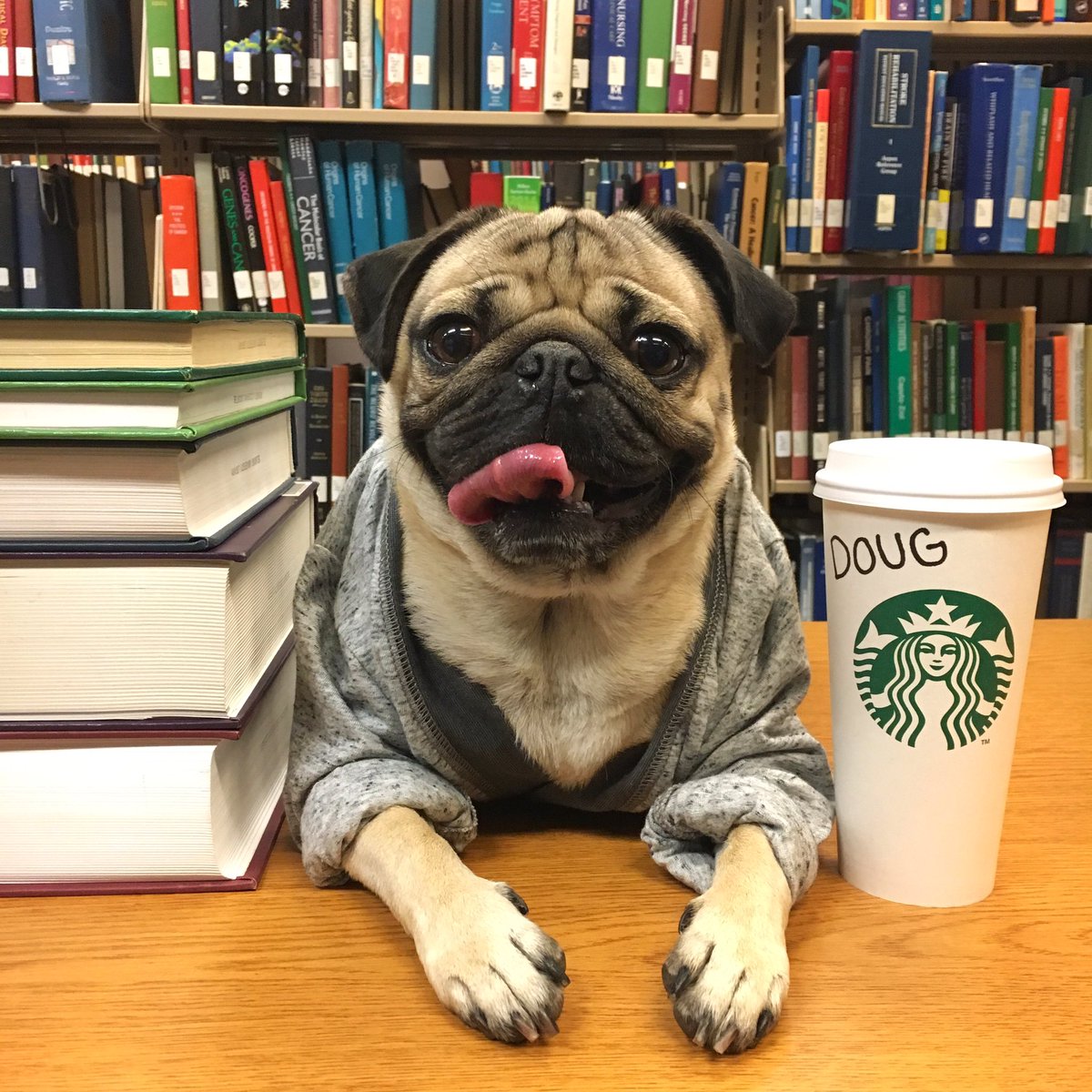 itsdougthepug's tweet photo. I may be smiling but this semester is actually giving me a nervous breakdown https://t.co/cps9tMlfLH