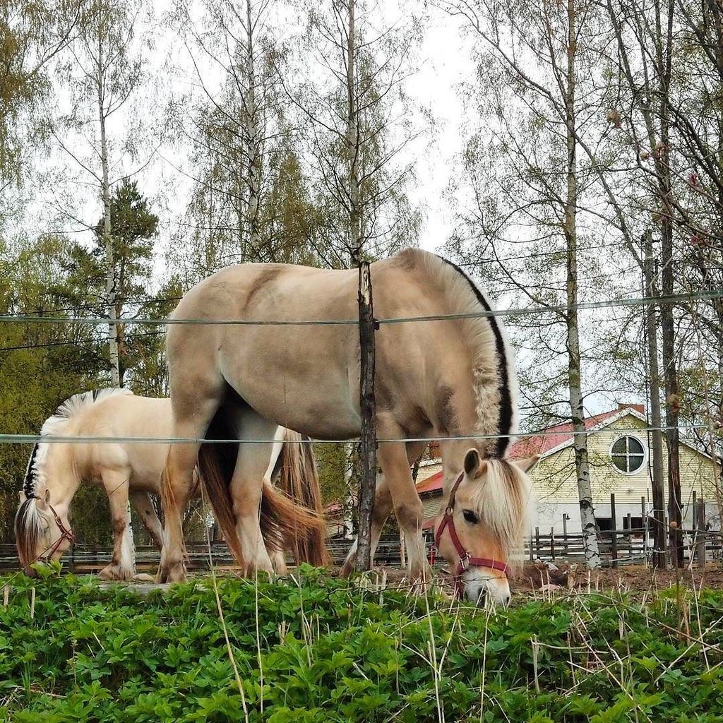 Fukuya北欧ヴィンテージ食器 雑貨 フィンランドの馬場にいたノルウェーのフィヨルド馬 バイキング時代から飼われていた種で小柄で大人しく乗馬向きとか ストライプのたてがみが特徴的 馬 ノルウェー バイキング T Co 8qae4wkua0