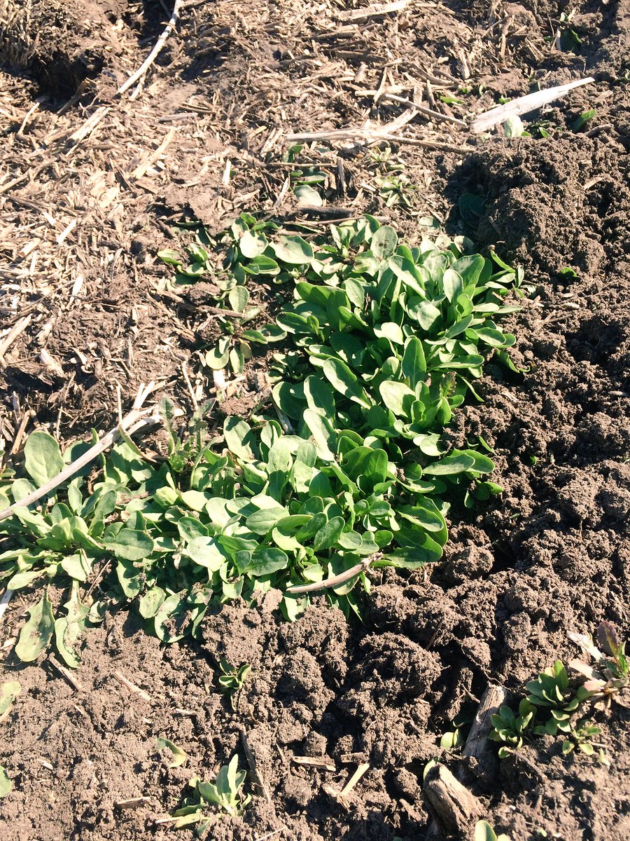 katikuhn90's tweet photo. Weeds are green & happy, think about #preburn app. What will u add to your glyphosate? #InfernoDuo #flushafterflush https://t.co/aNKzWm2EJY