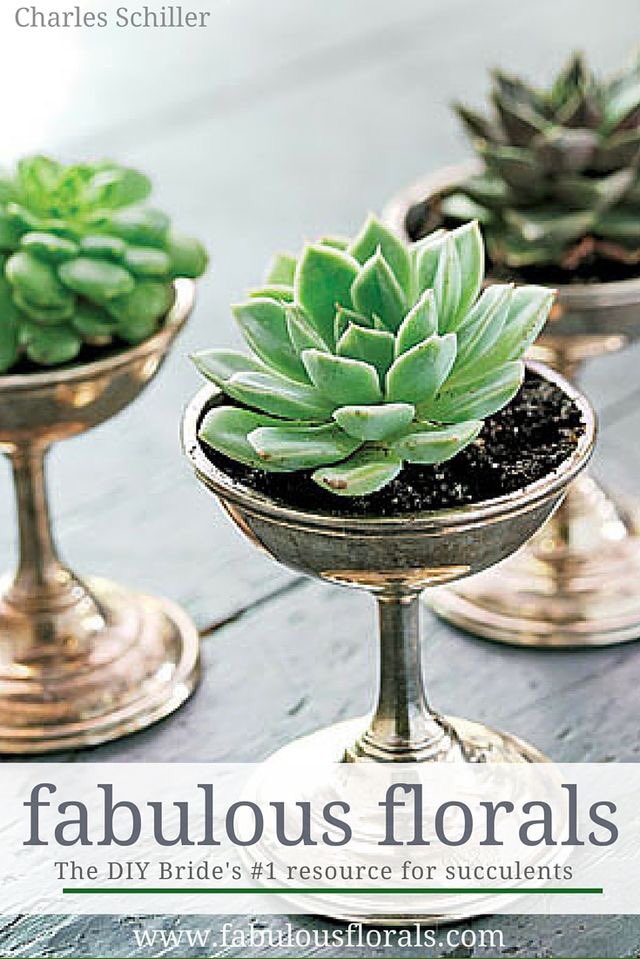 FabulousFlorals's tweet photo. Succulents make the best #weddingfavors follow us on https://t.co/ilMaqe9MIq for more #wedding #DIY #flowers #brides https://t.co/PQgyFNj3qP