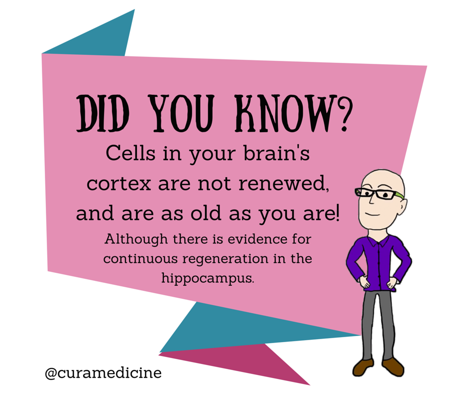 curamedicine's tweet photo. #DidYouKnow that the cells in your brain's cortex are as old as you are? #AskShannonB #naturopathy #cellregen https://t.co/ZQ8K2F01jC