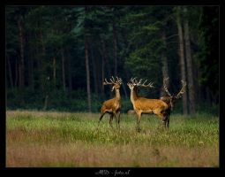biothlon's tweet photo. Ook pro-lopers zijn van harte welkom tijdens de #biothlon op zaterdag 18 juni over de prachtige Veluwe https://t.co/sqCtQdSFVW